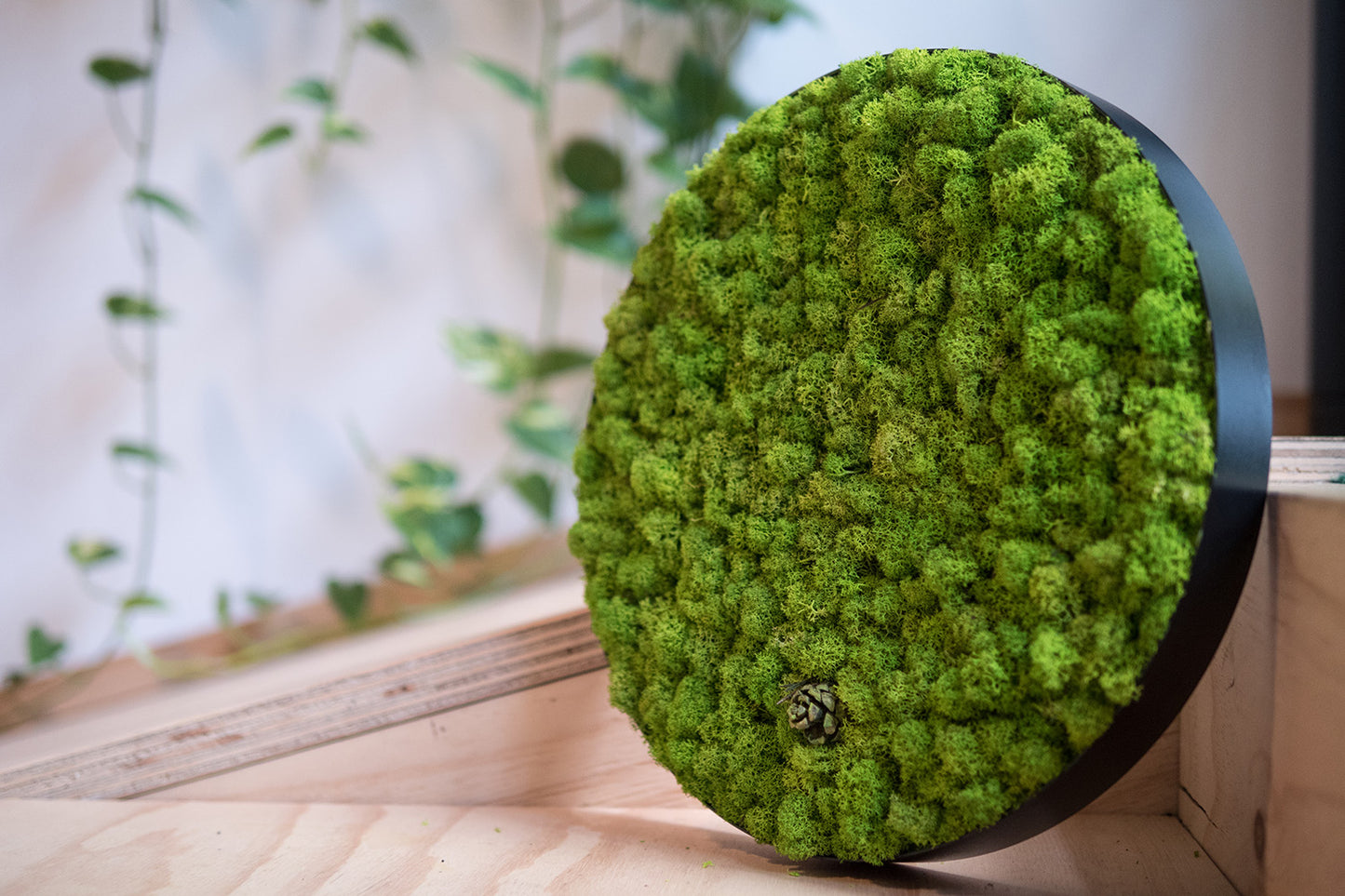 Green Circle: Reindeermoss