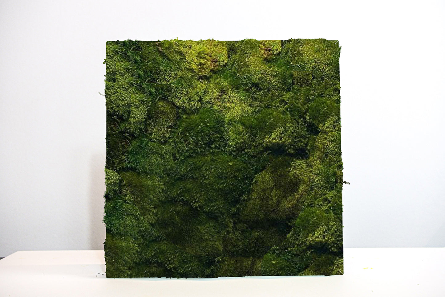 Quadro stabilizzato: Siberian Moss