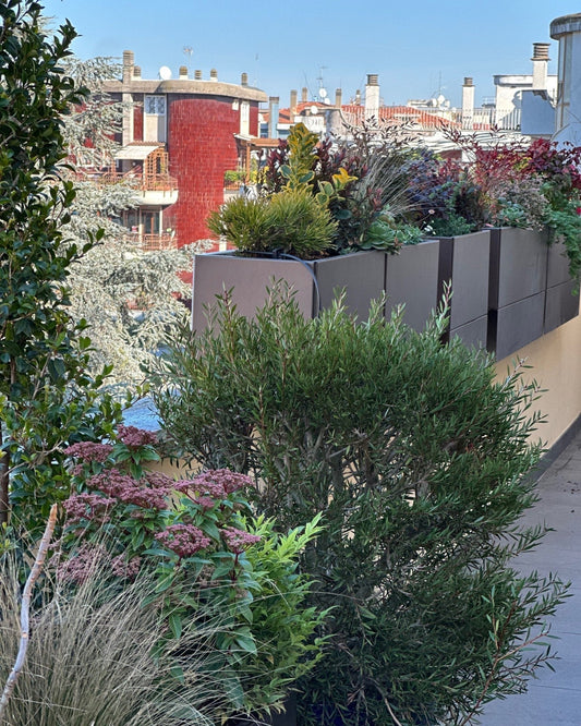 Terrazza Leoncavallo design minimal con cipressi, piante rosse e vasi corten, AbitoVerde
