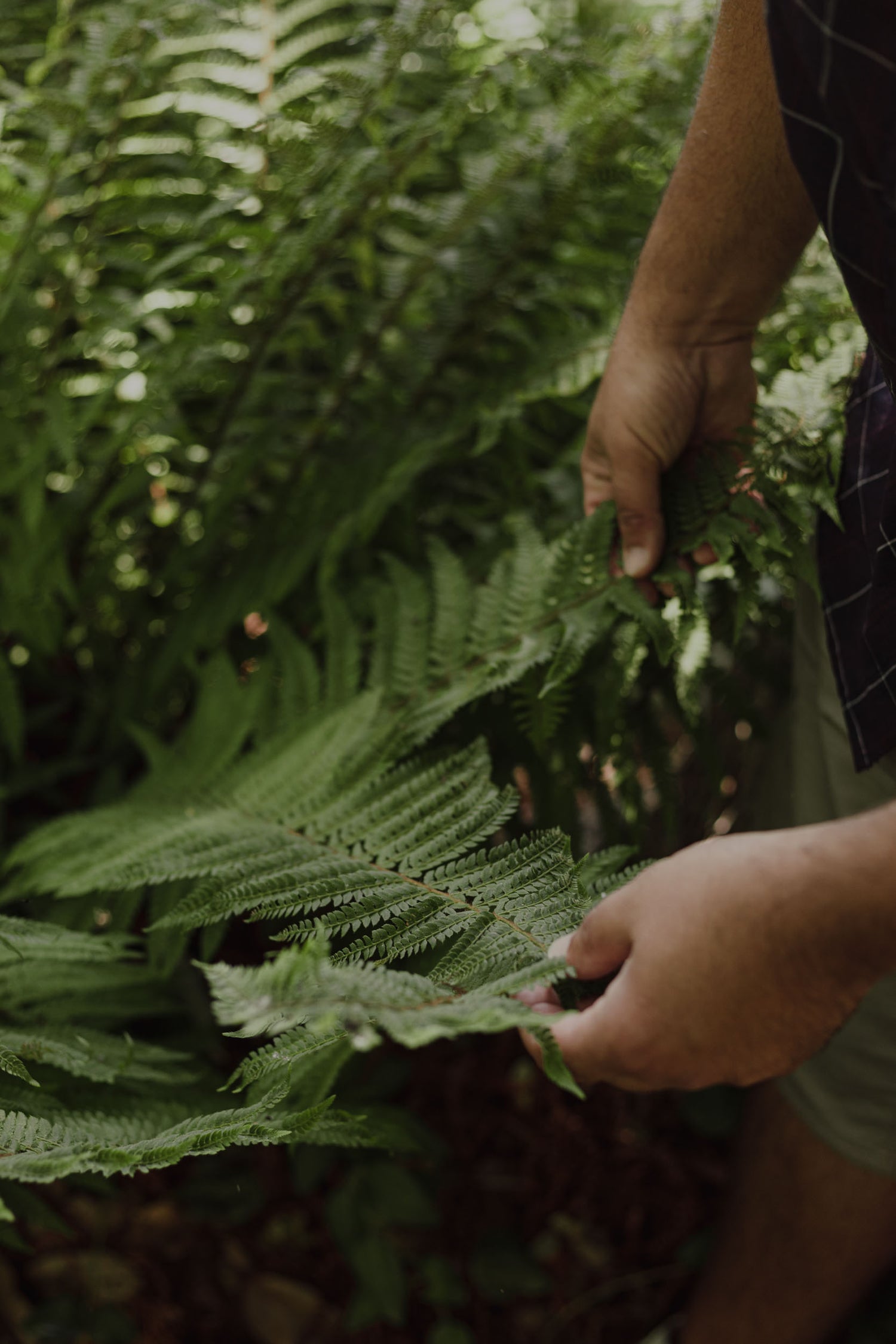 Felce verde rigogliosa tra le mani, esempio piante per giardini e terrazze MossRoma AbitoVerde