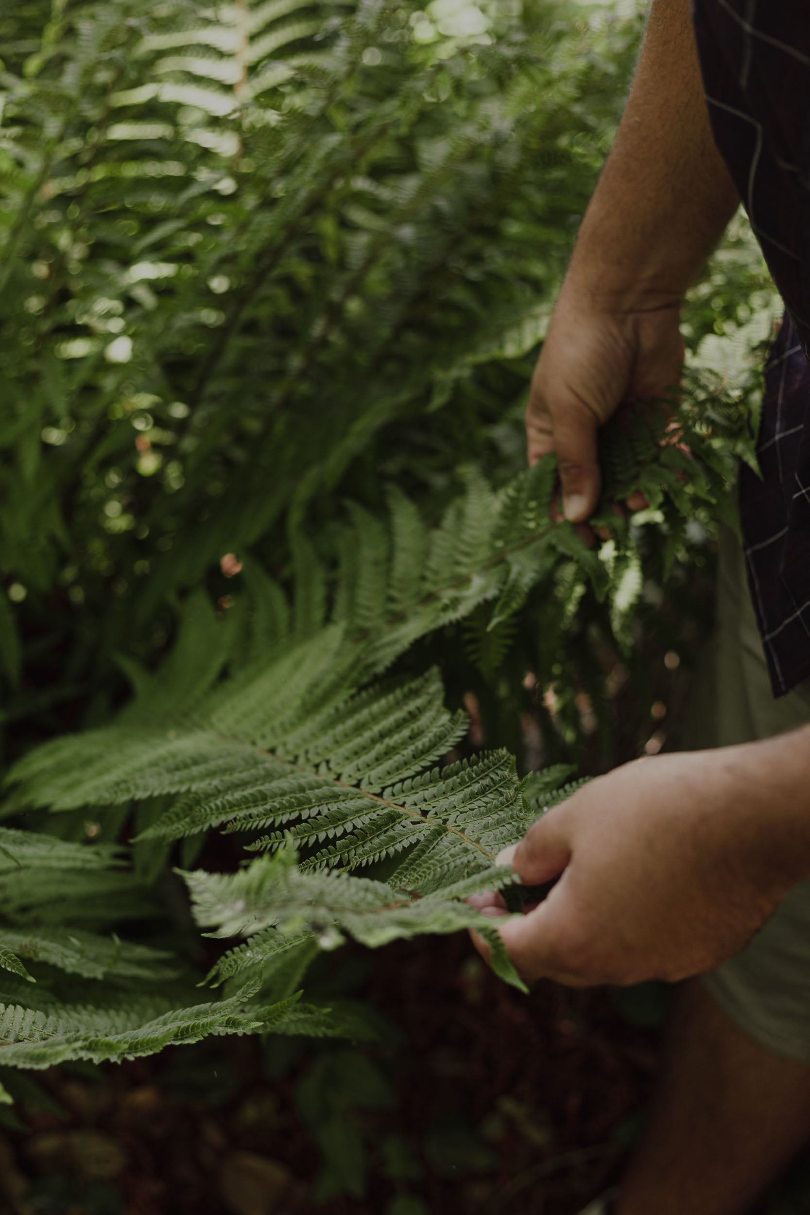 Felce verde rigogliosa tra le mani, esempio piante per giardini e terrazze MossRoma AbitoVerde