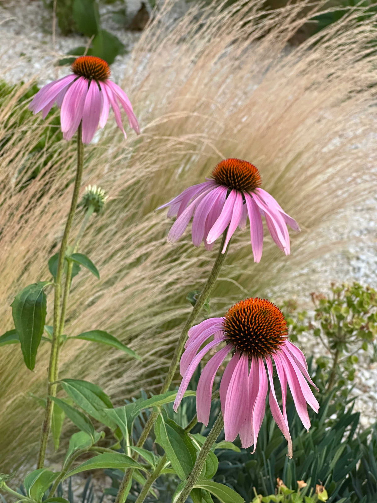 Echinacea rosa tra graminacee ornamentali, aiuola naturale in giardino Nido AbitoVerde