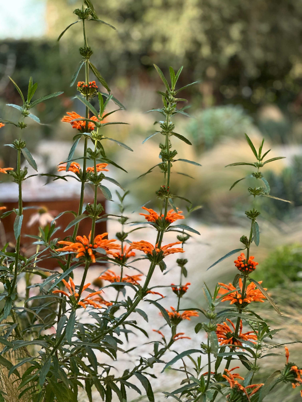 Fiori arancioni in primo piano con sfondo giardino naturale e graminacee, AbitoVerde