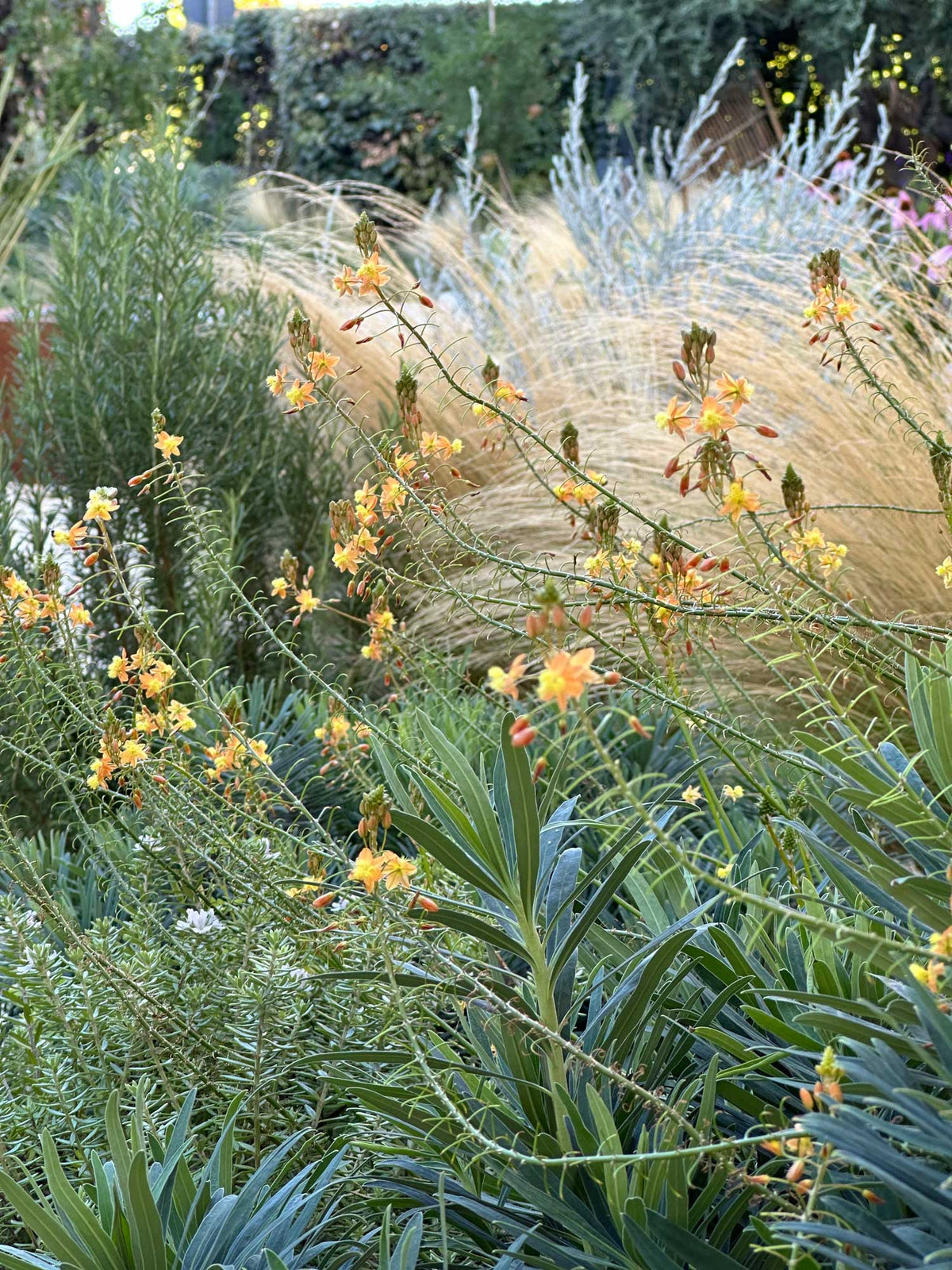 Fioriture arancio e graminacee ornamentali in giardino naturale, progettazione giardini AbitoVerde