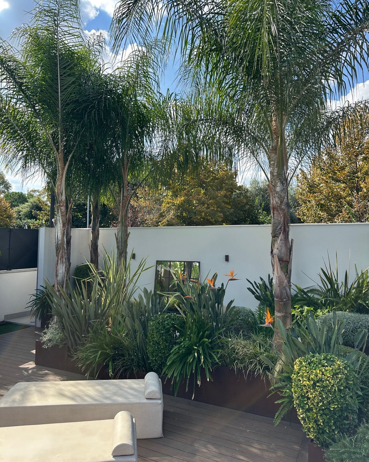 Giardino con palme slanciate mature e muro bianco privacy, progetto AbitoVerde