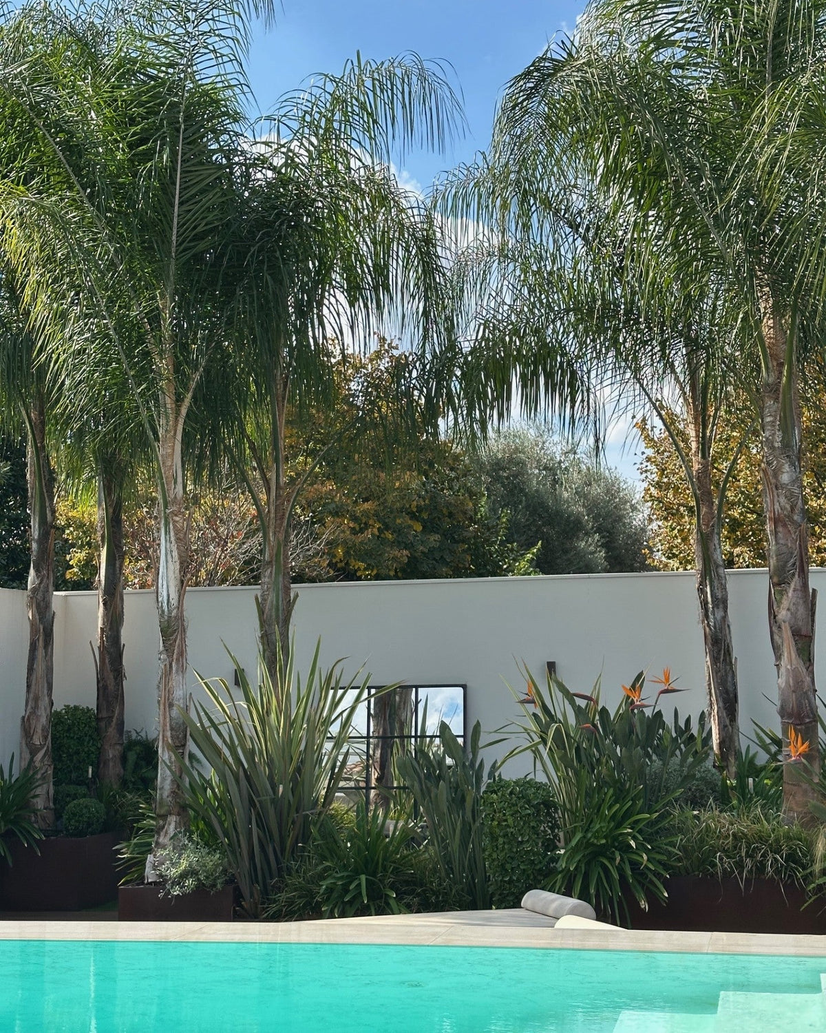 Giardino tropicale consolidato con palme adulte e casa stile mediterraneo, AbitoVerde