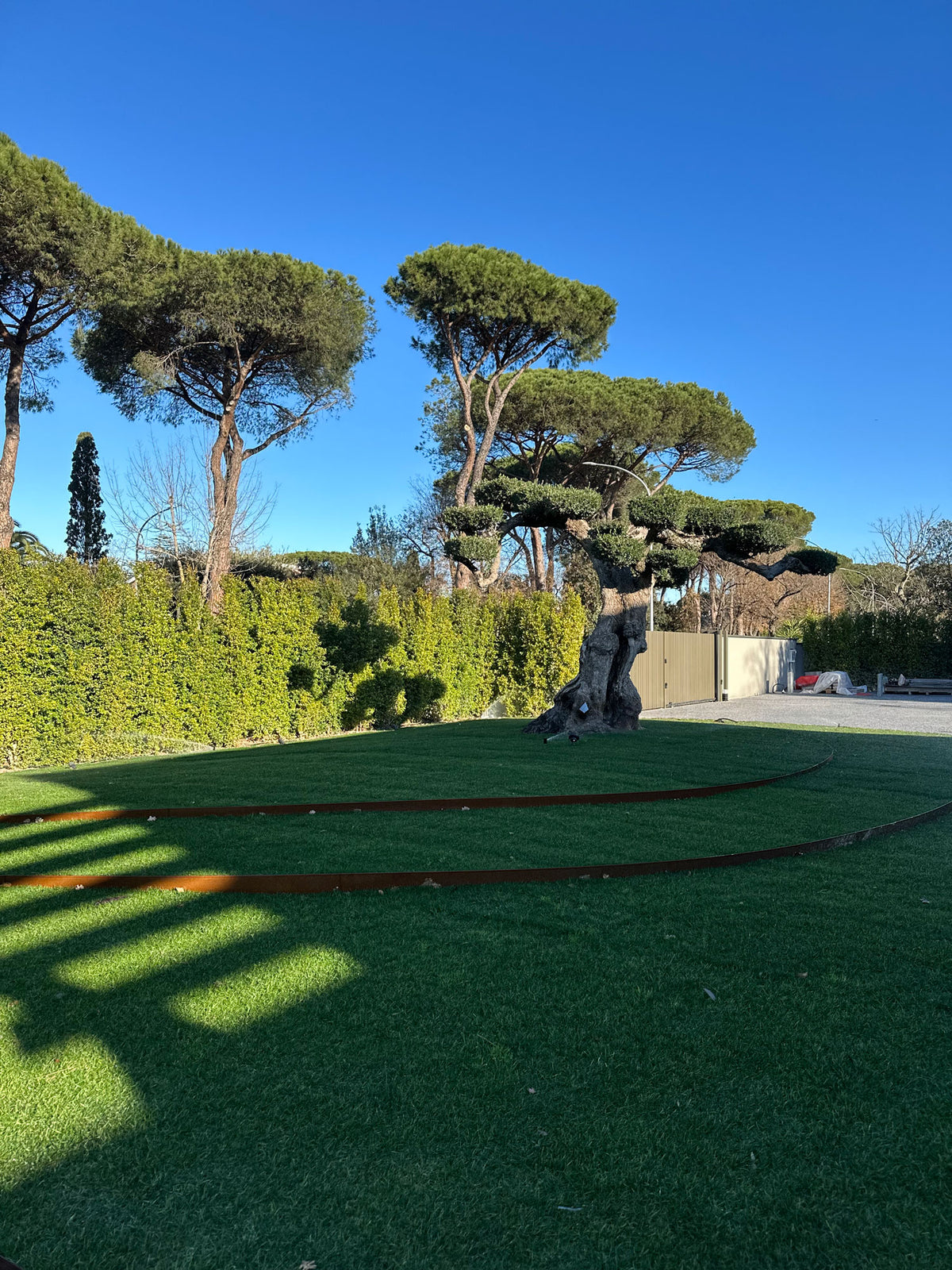 Prato verde con albero scultoreo e pini mediterranei sullo sfondo, progettazione giardino AbitoVerde