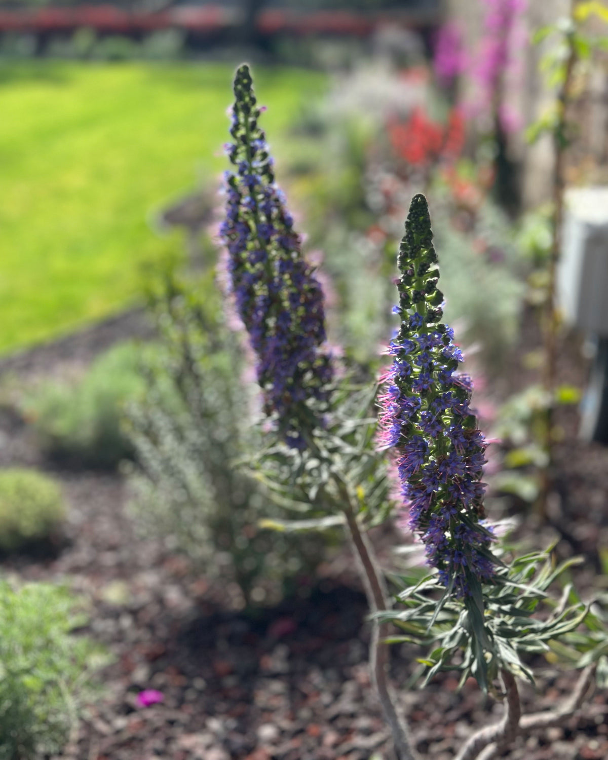 Spighe viola in primo piano con prato e bordure fiorite sfocate, Giardino Tea AbitoVerde