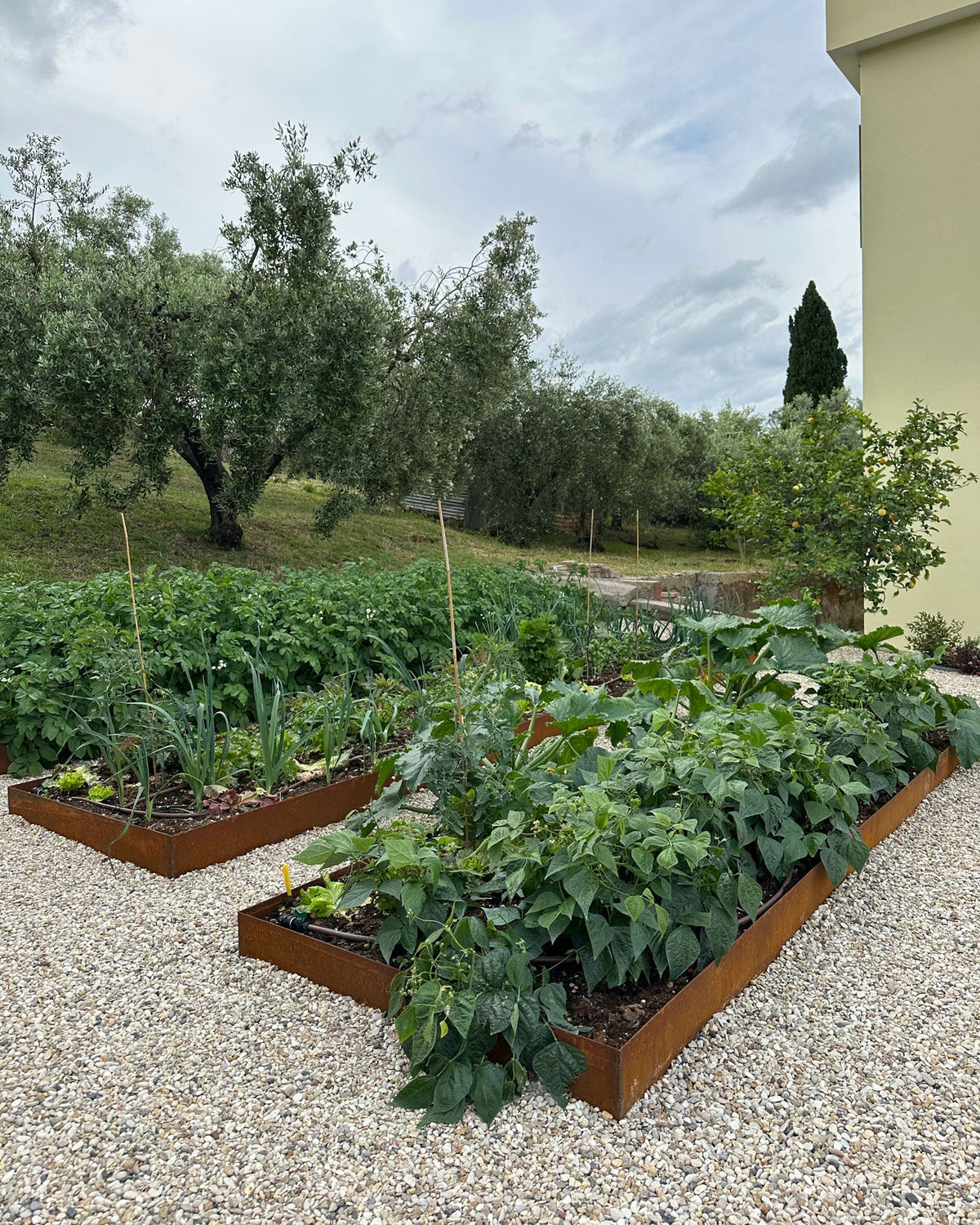 Orto in corten su ghiaia con ortaggi e ulivi, agrumi e paesaggio mediterraneo, AbitoVerde