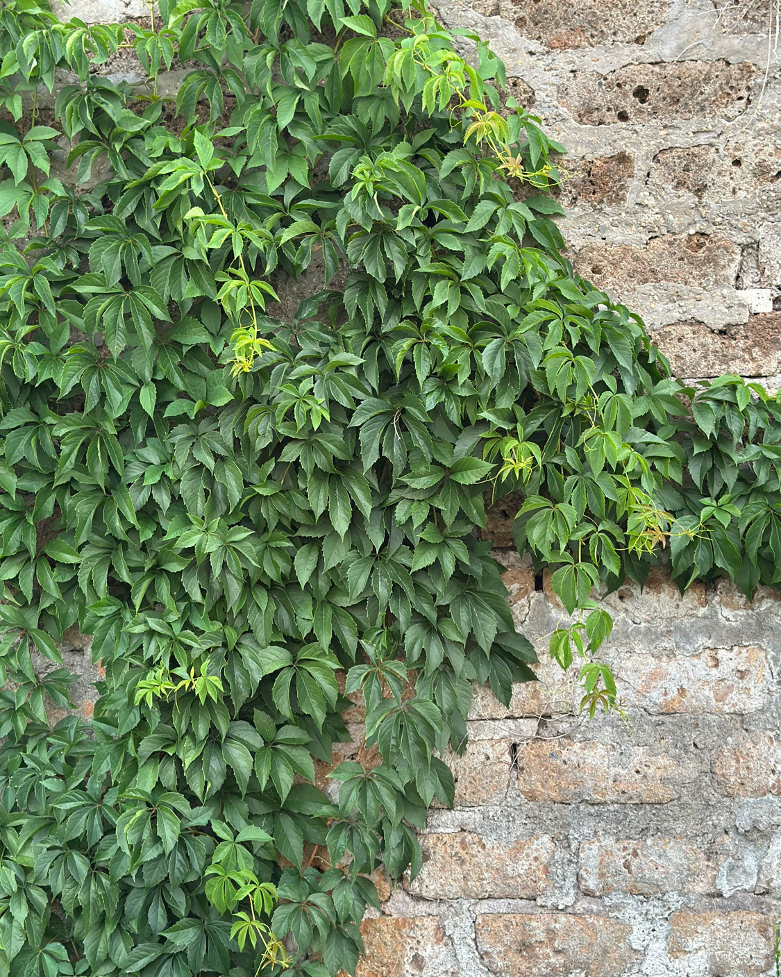 Rampicante su muro in pietra, verde verticale naturale nel Giardino Tea AbitoVerde