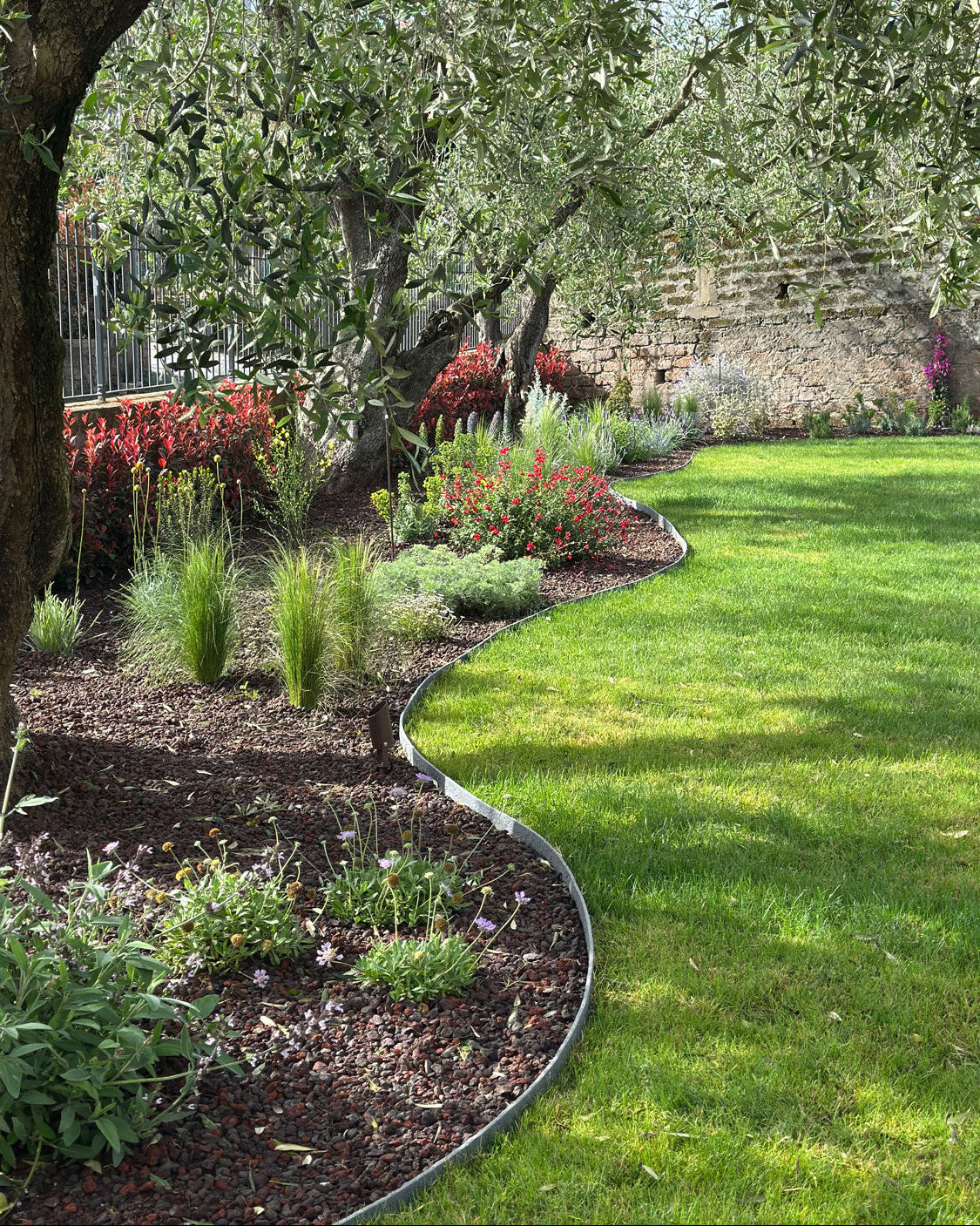 Bordura con graminacee e fioriture rosse lungo muretto in pietra, prato e ulivi, AbitoVerde