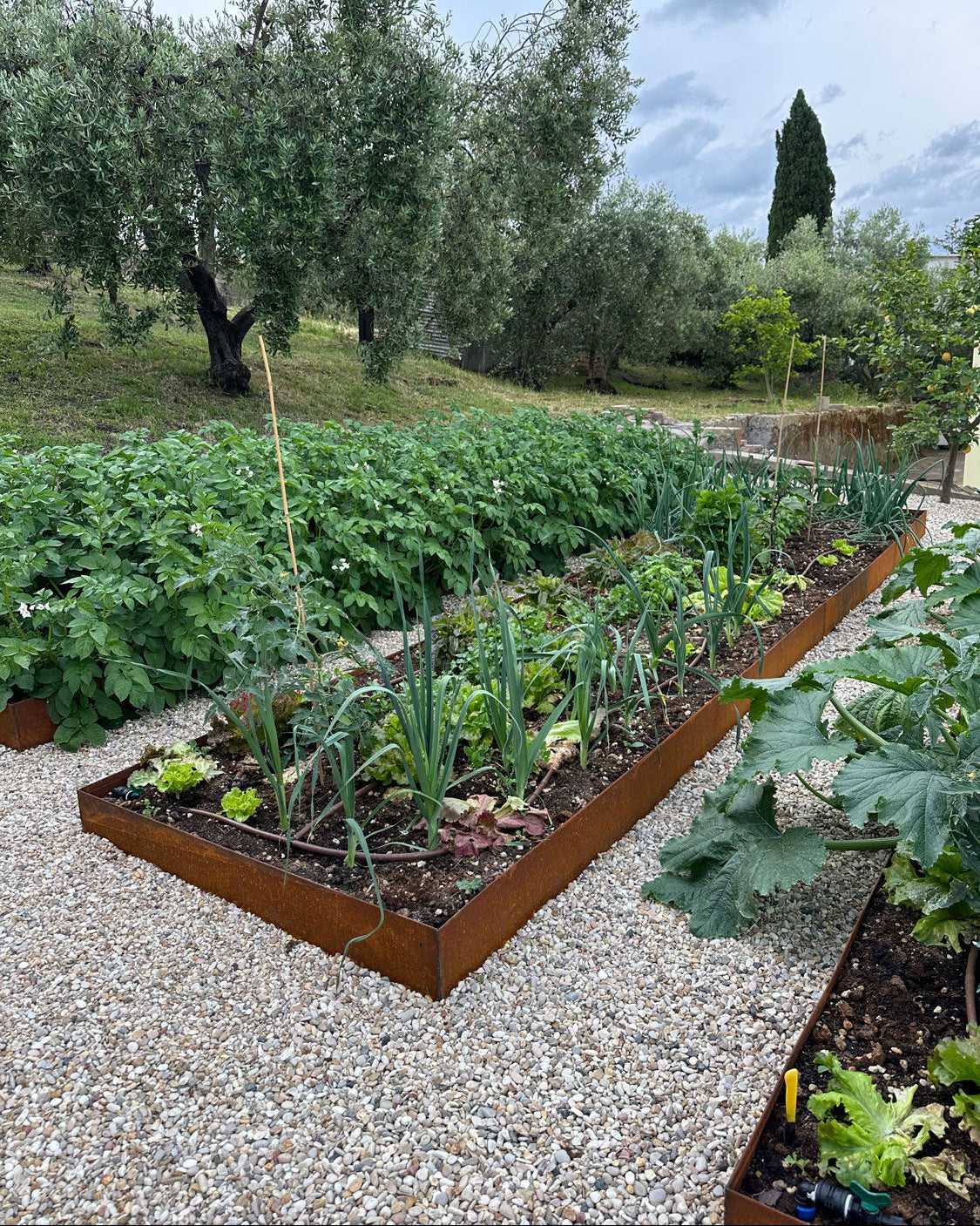 Orto rialzato in corten con ortaggi e irrigazione, ghiaia e uliveto sullo sfondo, Giardino Tea AbitoVerde