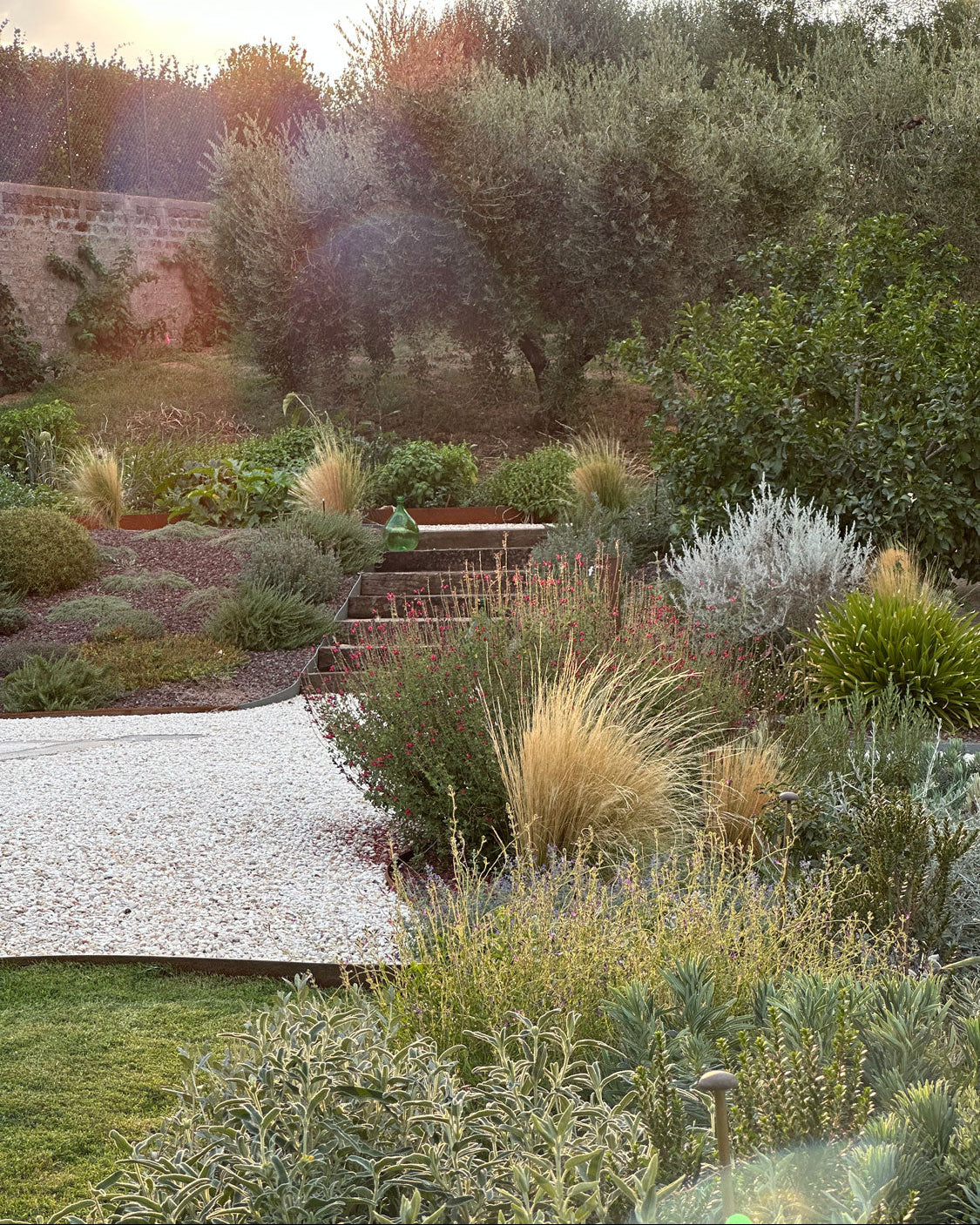 Giardino mediterraneo terrazzato con ulivi, graminacee e aiuole fiorite al tramonto, AbitoVerde