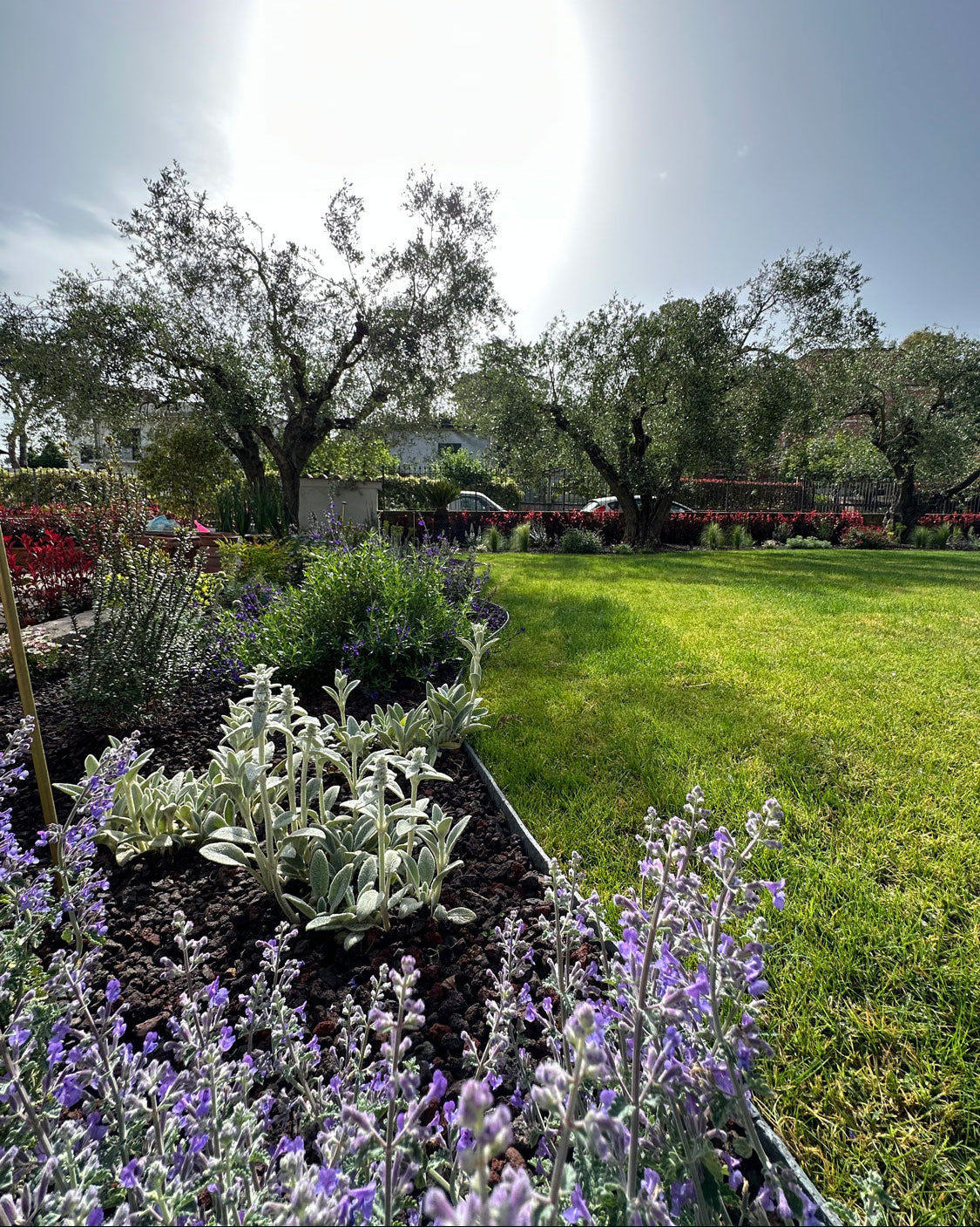 Prato con aiuole perenni e ulivi, bordure su lapillo e fioriture lilla, Giardino Tea AbitoVerde