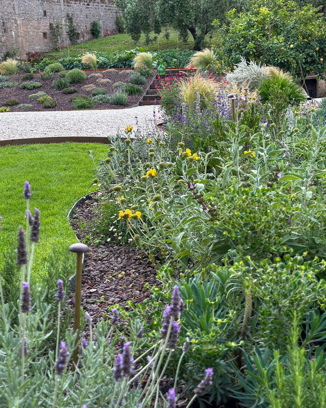 Bordo aiuola curvilinea con lavanda e fiori gialli, prato verde e ghiaia bianca, Giardino Tea AbitoVerde