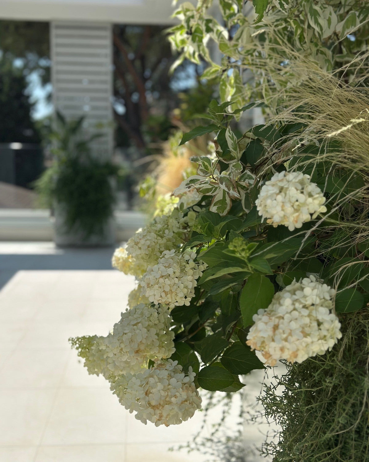 Ortensie bianche rigogliose in giardino moderno contro muro bianco, AbitoVerde