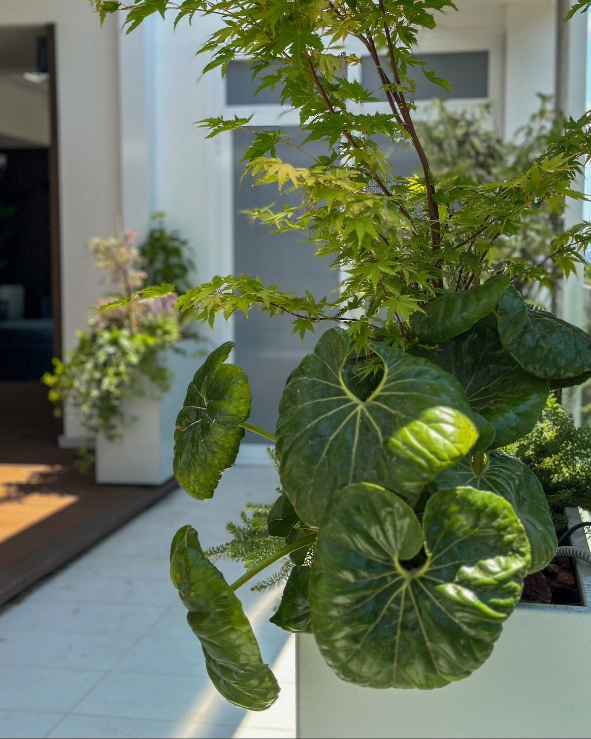Alocasia tropicale in vaso grigio su pavimento chiaro, pianta statement per terrazze AbitoVerde
