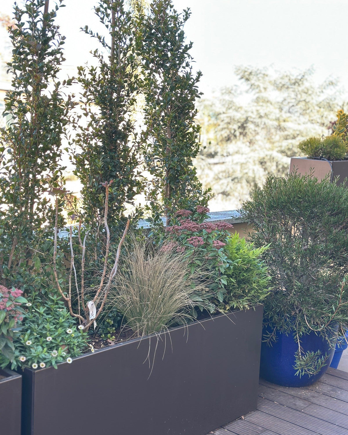Cipressi verticali in vasi corten terrazza Leoncavallo con vista skyline Roma, AbitoVerde