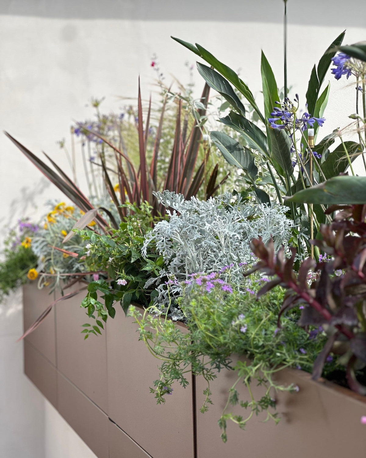 Composizione graminacee achillee e papaveri rossi in vaso corten, terrazza Novella AbitoVerde