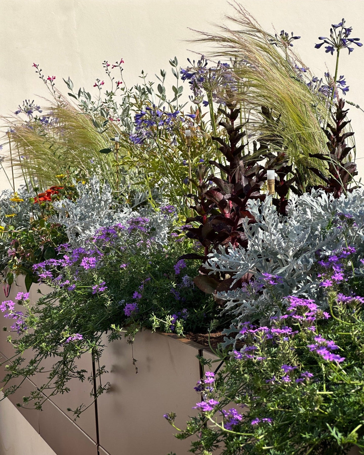 Mix graminacee lavanda e piante perenni terrazza Novella, design fiorito AbitoVerde