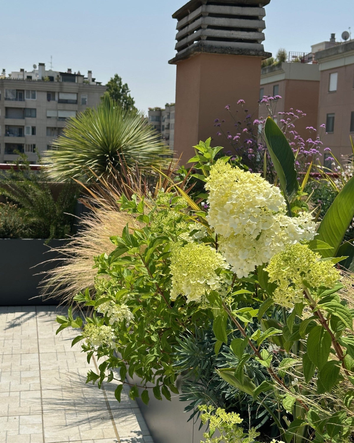 Ortensie bianche e graminacee terrazza Torrino contro edifici rossi AbitoVerde