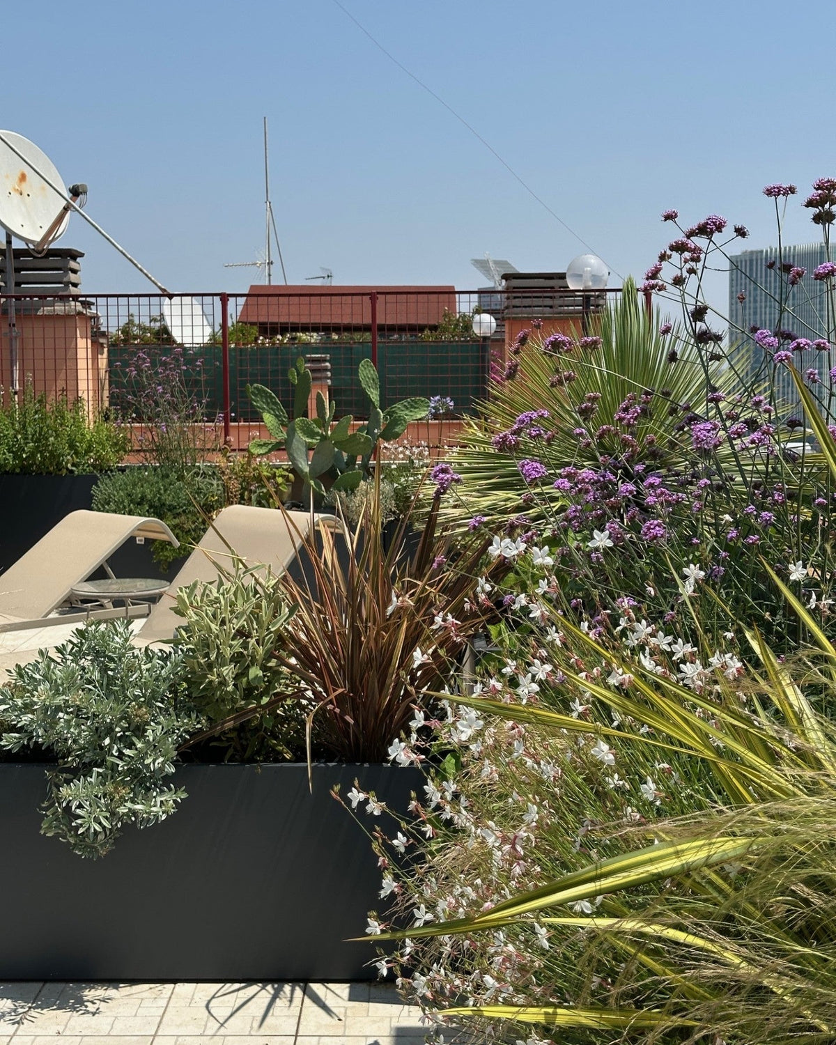 Zona relax terrazza Torrino con lettini, skyline Roma e piante alte AbitoVerde